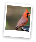 Chattahoochee Nature Center cardinal