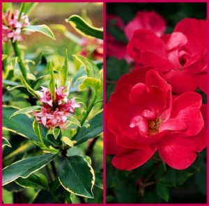 Pike Nurseries Valentine's Day Gifts and Specials