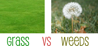 weeds grass vs