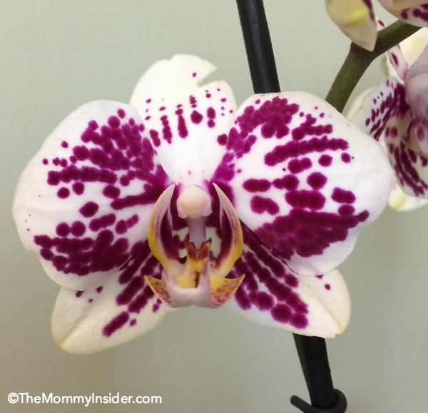 Mother's Day orchid